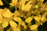 Woody goldenrod